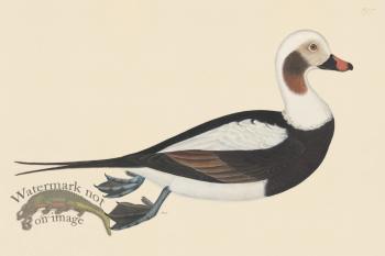 Rudbeck CFA 255 Long tail Duck M